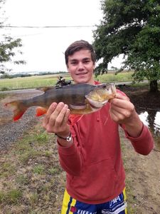 European Perch