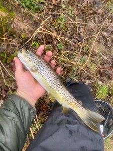 Brown Trout