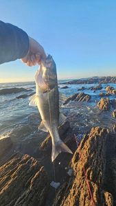 European Bass (Seabass)