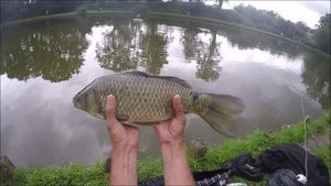 Crucian Carp