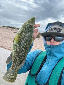Ballan Wrasse