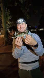 European Perch