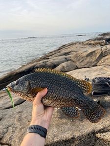 Ballan Wrasse