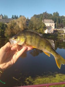 European Perch