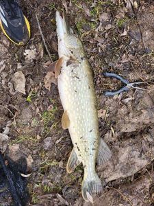 Northern Pike