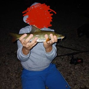Barbel