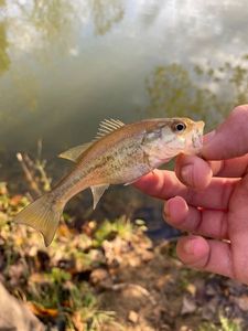 Largemouth Bass