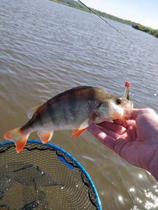 European Perch