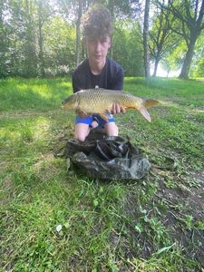 Common Carp