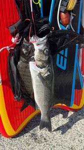 European Bass (Seabass)