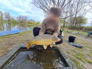 Mirror Carp