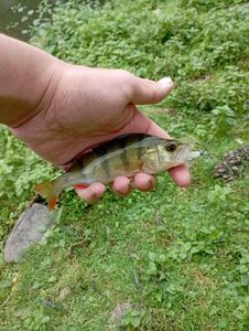 European Perch