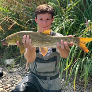 Barbel