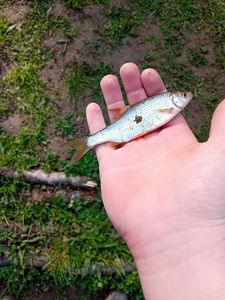 Roach