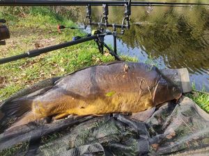 Leather Carp
