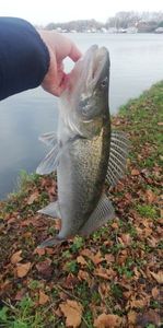 Zander