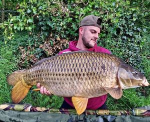 Common Carp