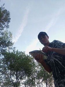 Crucian Carp