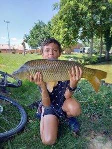 Common Carp