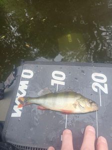 European Perch