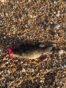 Ballan Wrasse
