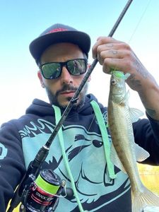 Zander