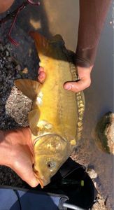 Leather Carp