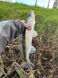 Zander