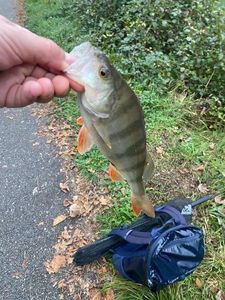 European Perch