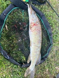 Northern Pike