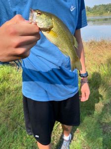 Largemouth Bass