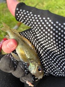 Black Bullhead