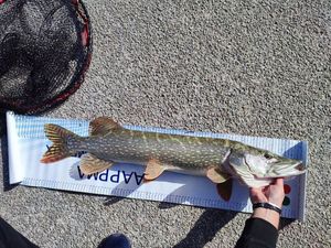 Northern Pike