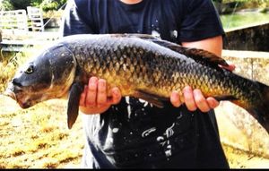 Common Carp