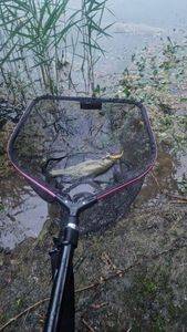 Largemouth Bass