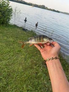 Yellow Perch