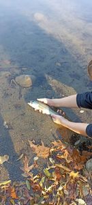 Largemouth Bass