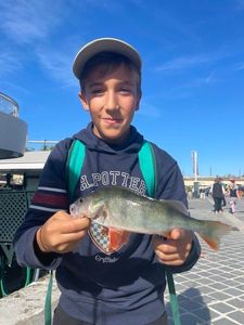 European Perch