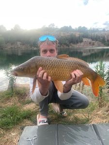 Common Carp