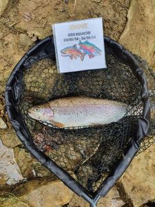 Rainbow Trout