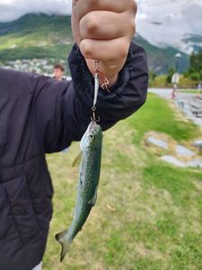 Sea Trout