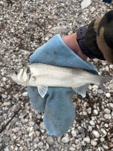 European Bass (Seabass)