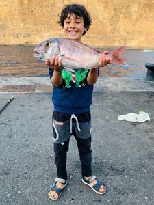 Red Porgy
