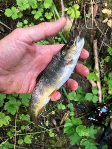 Brown Trout