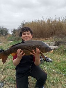 Common Carp