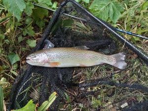 Rainbow Trout