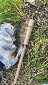 European Perch