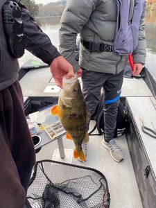 European Perch