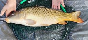 Common Carp