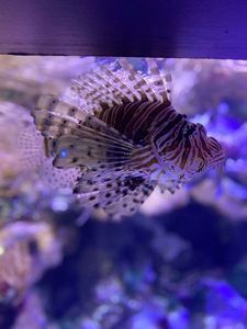 Yellowfin Grouper